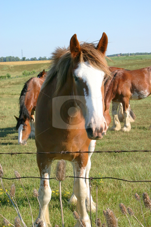 To use this stock image in your creative project, please select the size you need over to the right and click the "Add to Cart" button.
Your downloaded image will come with the Cutcaster watermark removed so don’t worry about the watermark you see on this page. Grazing Herd stock photo, Clydesdale looking at the camera while other clydesdales are grazing behind. by Johan Knelsen