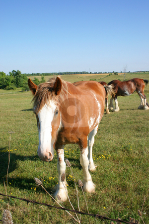 To use this stock image in your creative project, please select the size you need over to the right and click the "Add to Cart" button.
Your downloaded image will come with the Cutcaster watermark removed so don’t worry about the watermark you see on this page. Curious Clydesdale stock photo, Curious Clydesdale looking at the camera. by Johan Knelsen