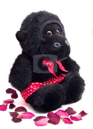 To use this stock image in your creative project, please select the size you need over to the right and click the "Add to Cart" button.
Your downloaded image will come with the Cutcaster watermark removed so don’t worry about the watermark you see on this page. Ape and Dead Rose Pedals stock photo, An ape in heart print boxers with dead rose pedals by Johan Knelsen