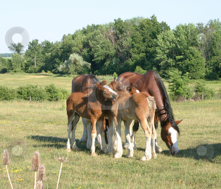 To use this stock image in your creative project, please select the size you need over to the right and click the "Add to Cart" button.
Your downloaded image will come with the Cutcaster watermark removed so don’t worry about the watermark you see on this page. Grooming Clydesdales stock photo, Baby clydesdales Grooming each other by Johan Knelsen