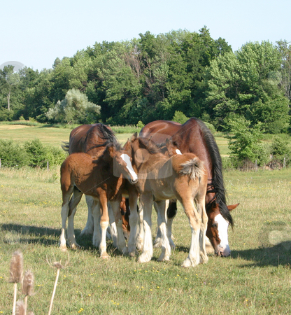 To use this stock image in your creative project, please select the size you need over to the right and click the "Add to Cart" button.
Your downloaded image will come with the Cutcaster watermark removed so don’t worry about the watermark you see on this page. Grooming Clydesdales stock photo, Baby clydesdales grooming each other by Johan Knelsen