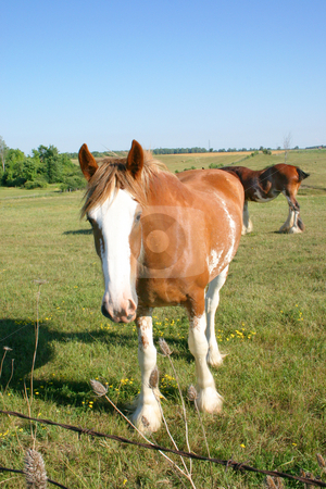 To use this stock image in your creative project, please select the size you need over to the right and click the "Add to Cart" button.
Your downloaded image will come with the Cutcaster watermark removed so don’t worry about the watermark you see on this page. Curious Clydesdale stock photo, Curious Clydesdale Looking at the camera. by Johan Knelsen