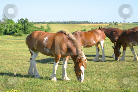To use this stock image in your creative project, please select the size you need over to the right and click the "Add to Cart" button.
Your downloaded image will come with the Cutcaster watermark removed so don’t worry about the watermark you see on this page. Grazing Clydesdale stock photo, Clydesdale grazing in a meadow by Johan Knelsen