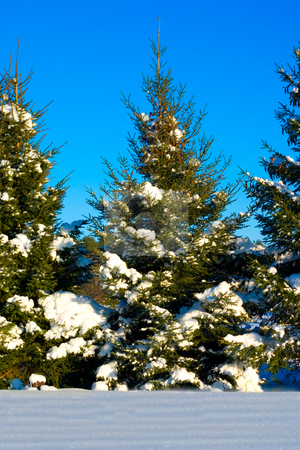 To use this stock image in your creative project, please select the size you need over to the right and click the "Add to Cart" button.
Your downloaded image will come with the Cutcaster watermark removed so don’t worry about the watermark you see on this page. Snow Covered Pine Tree stock photo, Snow covered pine tree with a blue sky by Johan Knelsen
