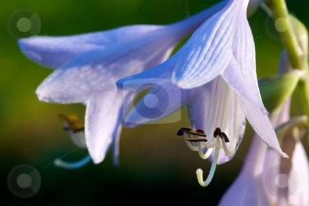 To use this stock image in your creative project, please select the size you need over to the right and click the "Add to Cart" button.
Your downloaded image will come with the Cutcaster watermark removed so don’t worry about the watermark you see on this page. Morning Pair stock photo, A glowing pair of Hosta blooms in the morning sunlight. by Charles Jetzer