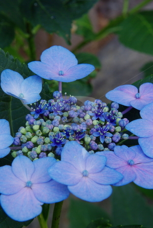 To use this stock image in your creative project, please select the size you need over to the right and click the "Add to Cart" button.
Your downloaded image will come with the Cutcaster watermark removed so don’t worry about the watermark you see on this page. Hydrangea Blooming stock photo, Blue and pink Hydrangea in various stages of flowering, from flower to buds bursting open. by Lynn Bendickson