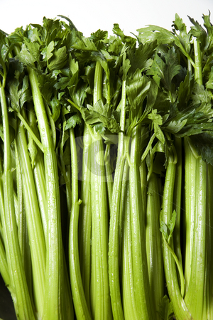 To use this stock image in your creative project, please select the size you need over to the right and click the "Add to Cart" button.
Your downloaded image will come with the Cutcaster watermark removed so don’t worry about the watermark you see on this page. Celery stock photo, Closeup of green celery on a white background by Scott Griessel