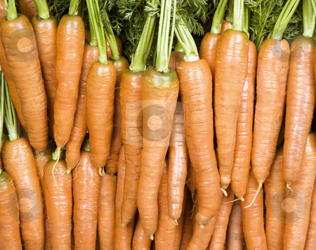 To use this stock image in your creative project, please select the size you need over to the right and click the "Add to Cart" button.
Your downloaded image will come with the Cutcaster watermark removed so don’t worry about the watermark you see on this page. Bright Orange Carrots stock photo, Many orange carrots against a leafy background by Scott Griessel