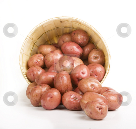 To use this stock image in your creative project, please select the size you need over to the right and click the "Add to Cart" button.
Your downloaded image will come with the Cutcaster watermark removed so don’t worry about the watermark you see on this page. Red Potatoes stock photo, Red Potatoes pouring out of a Woven Basket by Scott Griessel