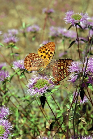 To use this stock image in your creative project, please select the size you need over to the right and click the "Add to Cart" button.
Your downloaded image will come with the Cutcaster watermark removed so don’t worry about the watermark you see on this page. Two Butterflies On A Wildflower stock photo, Two orange and yellow butterflies together on a mountain wildflower. by Lynn Bendickson