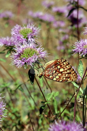 To use this stock image in your creative project, please select the size you need over to the right and click the "Add to Cart" button.
Your downloaded image will come with the Cutcaster watermark removed so don’t worry about the watermark you see on this page. Upside Down Butterfly stock photo, A lone butterfly perched upside down on a purple mountain wildflower. by Lynn Bendickson