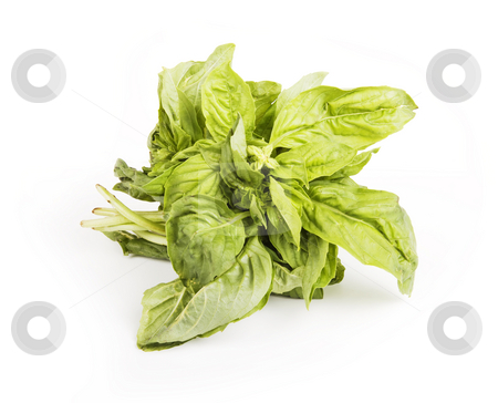 To use this stock image in your creative project, please select the size you need over to the right and click the "Add to Cart" button.
Your downloaded image will come with the Cutcaster watermark removed so don’t worry about the watermark you see on this page. Basil stock photo, Small bundle of leafy green basil herb by Scott Griessel