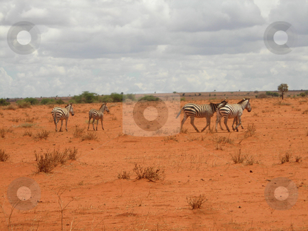To use this stock image in your creative project, please select the size you need over to the right and click the "Add to Cart" button.
Your downloaded image will come with the Cutcaster watermark removed so don’t worry about the watermark you see on this page. Zebra herd stock photo, Zebra in the dried out grass-land of the Amboseli National Park, Kenya, during the drought season. by Rose Nthiwa