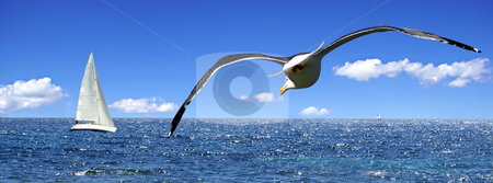 To use this stock image in your creative project, please select the size you need over to the right and click the "Add to Cart" button.
Your downloaded image will come with the Cutcaster watermark removed so don’t worry about the watermark you see on this page. Seagull aiming for a sailboat stock photo, The seagull and the sailing boat by Serge VILLA