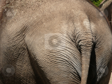 To use this stock image in your creative project, please select the size you need over to the right and click the "Add to Cart" button.
Your downloaded image will come with the Cutcaster watermark removed so don’t worry about the watermark you see on this page. Elephant stock photo, An elephant resting in the sun. by Corinna Walby