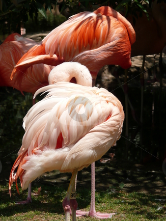 To use this stock image in your creative project, please select the size you need over to the right and click the "Add to Cart" button.
Your downloaded image will come with the Cutcaster watermark removed so don’t worry about the watermark you see on this page. Flamingos stock photo, by Corinna Walby