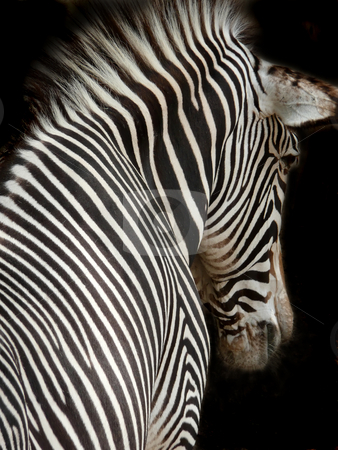 To use this stock image in your creative project, please select the size you need over to the right and click the "Add to Cart" button.
Your downloaded image will come with the Cutcaster watermark removed so don’t worry about the watermark you see on this page. Zebra close up stock photo, by Corinna Walby