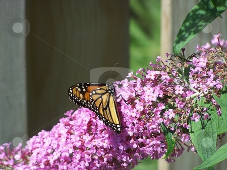 To use this stock image in your creative project, please select the size you need over to the right and click the "Add to Cart" button.
Your downloaded image will come with the Cutcaster watermark removed so don’t worry about the watermark you see on this page. Butterfly On Pink Flower stock photo, Monarch butterfly in blooming garden by CHERYL LAFOND