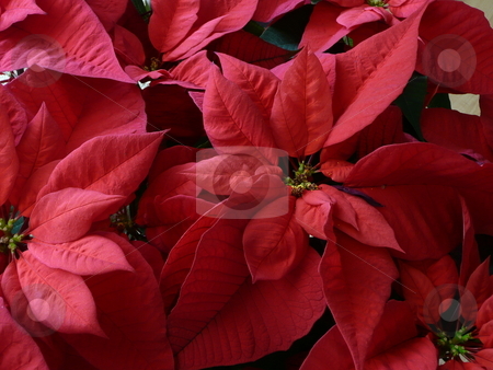 To use this stock image in your creative project, please select the size you need over to the right and click the "Add to Cart" button.
Your downloaded image will come with the Cutcaster watermark removed so don’t worry about the watermark you see on this page. Poinsettia stock photo, by Corinna Walby