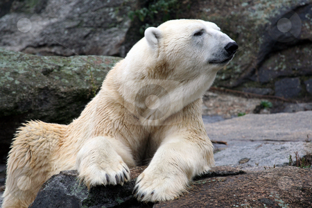 To use this stock image in your creative project, please select the size you need over to the right and click the "Add to Cart" button.
Your downloaded image will come with the Cutcaster watermark removed so don’t worry about the watermark you see on this page. Beautiful Polar Bear stock photo, Beautiful Polar Bear sat on rock. by Martin Crowdy