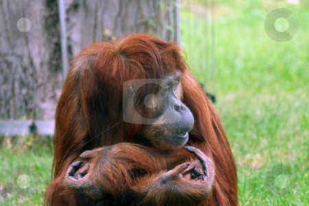 To use this stock image in your creative project, please select the size you need over to the right and click the "Add to Cart" button.
Your downloaded image will come with the Cutcaster watermark removed so don’t worry about the watermark you see on this page. Orangutan portrait stock photo, Portrait of Orangutan with arms folded and funny expression. by Martin Crowdy