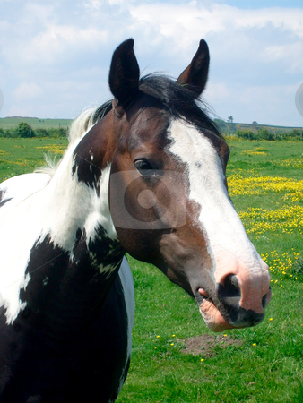 To use this stock image in your creative project, please select the size you need over to the right and click the "Add to Cart" button.
Your downloaded image will come with the Cutcaster watermark removed so don’t worry about the watermark you see on this page. Portrait of horse on farm stock photo, Portrait of horse on farm in English countryside, North Yorkshire Moors, England. by Martin Crowdy