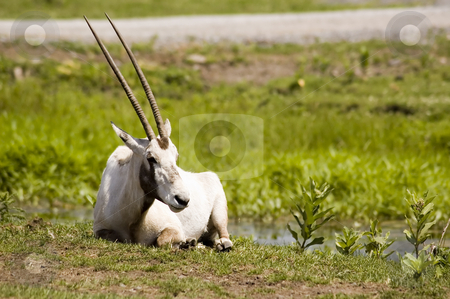 To use this stock image in your creative project, please select the size you need over to the right and click the "Add to Cart" button.
Your downloaded image will come with the Cutcaster watermark removed so don’t worry about the watermark you see on this page. Gazelle stock photo, View of a gazelle relaxing in the grass by Vlad Podkhlebnik