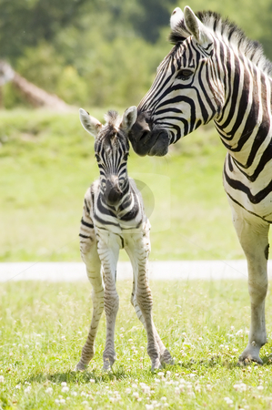 To use this stock image in your creative project, please select the size you need over to the right and click the "Add to Cart" button.
Your downloaded image will come with the Cutcaster watermark removed so don’t worry about the watermark you see on this page. Zebra stock photo, A mother zebra taking care of her baby by Vlad Podkhlebnik