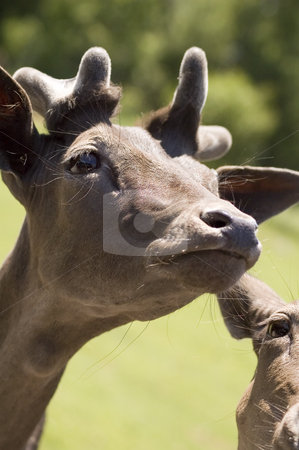 To use this stock image in your creative project, please select the size you need over to the right and click the "Add to Cart" button.
Your downloaded image will come with the Cutcaster watermark removed so don’t worry about the watermark you see on this page. Deer stock photo, Close-up view of a young brown deer by Vlad Podkhlebnik