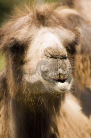 To use this stock image in your creative project, please select the size you need over to the right and click the "Add to Cart" button.
Your downloaded image will come with the Cutcaster watermark removed so don’t worry about the watermark you see on this page. Camel stock photo, Close-up view of a camel with his mouth open by Vlad Podkhlebnik