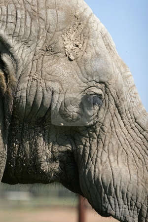 To use this stock image in your creative project, please select the size you need over to the right and click the "Add to Cart" button.
Your downloaded image will come with the Cutcaster watermark removed so don’t worry about the watermark you see on this page. Elephant stock photo, Elephant by Roelf Steyn
