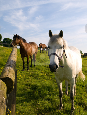 To use this stock image in your creative project, please select the size you need over to the right and click the "Add to Cart" button.
Your downloaded image will come with the Cutcaster watermark removed so don’t worry about the watermark you see on this page. Horse in Beautiful Green Field in British Summer Morning stock photo, Horse in Beautiful Green Field in British Summer Morning by Robert Davies