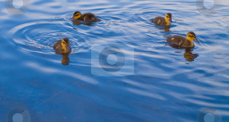 To use this stock image in your creative project, please select the size you need over to the right and click the "Add to Cart" button.
Your downloaded image will come with the Cutcaster watermark removed so don’t worry about the watermark you see on this page. Baby Geese and Ducks Swimming For Food stock photo, Baby Geese and Ducks Swimming For Food by Robert Davies