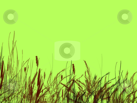 To use this stock image in your creative project, please select the size you need over to the right and click the "Add to Cart" button.
Your downloaded image will come with the Cutcaster watermark removed so don’t worry about the watermark you see on this page. Grass and Reeds on Green Background stock photo, Grass and Reeds on Green Background Illustration Design by Robert Davies