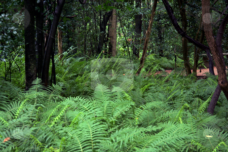 To use this stock image in your creative project, please select the size you need over to the right and click the "Add to Cart" button.
Your downloaded image will come with the Cutcaster watermark removed so don’t worry about the watermark you see on this page. Fern Forest stock photo, A forest floor covered in lush ferns by Kevin Tietz