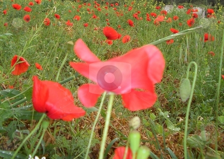 To use this stock image in your creative project, please select the size you need over to the right and click the "Add to Cart" button.
Your downloaded image will come with the Cutcaster watermark removed so don’t worry about the watermark you see on this page. Poppy field stock photo, by Jan Kraus