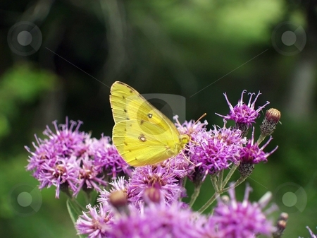 To use this stock image in your creative project, please select the size you need over to the right and click the "Add to Cart" button.
Your downloaded image will come with the Cutcaster watermark removed so don’t worry about the watermark you see on this page. Butterfly collecting nectar stock photo, Pretty butterfly collecting nectar from a purple thistle plant by Michelle Bergkamp