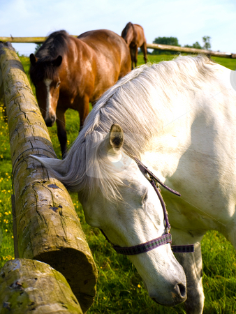 To use this stock image in your creative project, please select the size you need over to the right and click the "Add to Cart" button.
Your downloaded image will come with the Cutcaster watermark removed so don’t worry about the watermark you see on this page. Horse in Beautiful Green Field in British Summer Morning stock photo, Horse in Beautiful Green Field in British Summer Morning by Robert Davies