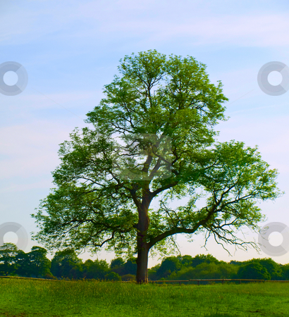 To use this stock image in your creative project, please select the size you need over to the right and click the "Add to Cart" button.
Your downloaded image will come with the Cutcaster watermark removed so don’t worry about the watermark you see on this page. Old Oak Tree in Beautiful Green Field stock photo, Old Oak Tree in Beautiful Green Field in British Summer Morning by Robert Davies