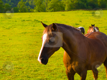 To use this stock image in your creative project, please select the size you need over to the right and click the "Add to Cart" button.
Your downloaded image will come with the Cutcaster watermark removed so don’t worry about the watermark you see on this page. Horse in Beautiful Green Field in British Summer Morning stock photo, Horse in Beautiful Green Field in British Summer Morning by Robert Davies