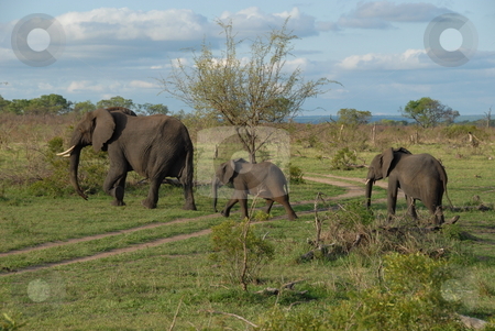 To use this stock image in your creative project, please select the size you need over to the right and click the "Add to Cart" button.
Your downloaded image will come with the Cutcaster watermark removed so don’t worry about the watermark you see on this page. Elephants stock photo, The elephant (family: Elephantidae) is a large land mammal in the order Proboscidea. by Johnny Griffin