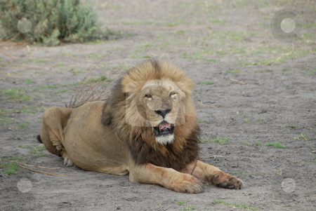 To use this stock image in your creative project, please select the size you need over to the right and click the "Add to Cart" button.
Your downloaded image will come with the Cutcaster watermark removed so don’t worry about the watermark you see on this page. Lion stock photo, The lion (Panthera leo) is a member of the family Felidae and one of four big cats in the genus Panthera. by Johnny Griffin