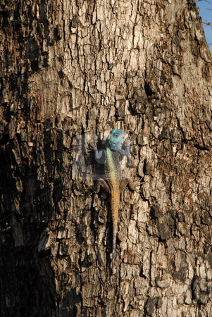 To use this stock image in your creative project, please select the size you need over to the right and click the "Add to Cart" button.
Your downloaded image will come with the Cutcaster watermark removed so don’t worry about the watermark you see on this page. Lizard on bark stock photo, Lizard climbing the bark on a tree by Johnny Griffin