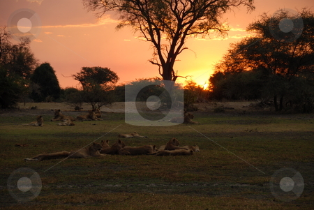 To use this stock image in your creative project, please select the size you need over to the right and click the "Add to Cart" button.
Your downloaded image will come with the Cutcaster watermark removed so don’t worry about the watermark you see on this page. Tigers at sunset stock photo, Tigers resting at sunset in africa by Johnny Griffin