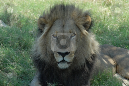 To use this stock image in your creative project, please select the size you need over to the right and click the "Add to Cart" button.
Your downloaded image will come with the Cutcaster watermark removed so don’t worry about the watermark you see on this page. Lion stock photo, The lion (Panthera leo) is a member of the family Felidae and one of four big cats in the genus Panthera. by Johnny Griffin
