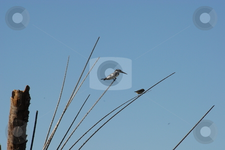To use this stock image in your creative project, please select the size you need over to the right and click the "Add to Cart" button.
Your downloaded image will come with the Cutcaster watermark removed so don’t worry about the watermark you see on this page. Birds in a tree stock photo, Birds resting on a tree by Johnny Griffin