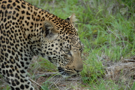 To use this stock image in your creative project, please select the size you need over to the right and click the "Add to Cart" button.
Your downloaded image will come with the Cutcaster watermark removed so don’t worry about the watermark you see on this page. Leopard stock photo, Leopard in africa ready to dine by Johnny Griffin