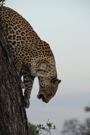To use this stock image in your creative project, please select the size you need over to the right and click the "Add to Cart" button.
Your downloaded image will come with the Cutcaster watermark removed so don’t worry about the watermark you see on this page. Leopard stock photo, Leopard about to jump down on an unsuspecting prey by Johnny Griffin