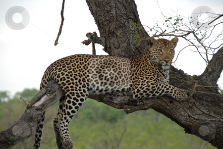 To use this stock image in your creative project, please select the size you need over to the right and click the "Add to Cart" button.
Your downloaded image will come with the Cutcaster watermark removed so don’t worry about the watermark you see on this page. Leopard stock photo, Leopard in africa ready to dine by Johnny Griffin