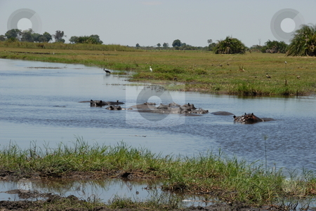 To use this stock image in your creative project, please select the size you need over to the right and click the "Add to Cart" button.
Your downloaded image will come with the Cutcaster watermark removed so don’t worry about the watermark you see on this page. Hippos swimming stock photo, Hippos swimming in a river by Johnny Griffin